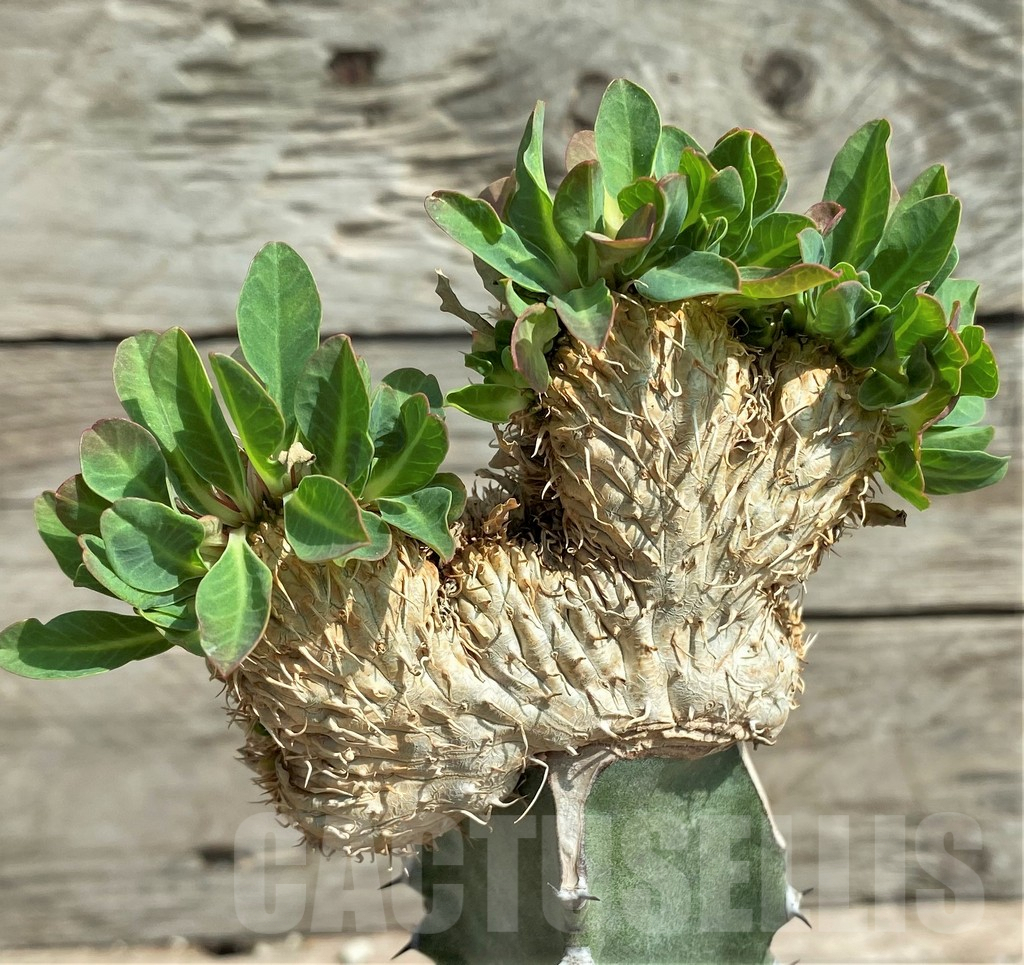 SHPR6857 Euphorbia guillauminiana f. cristata - Image 2