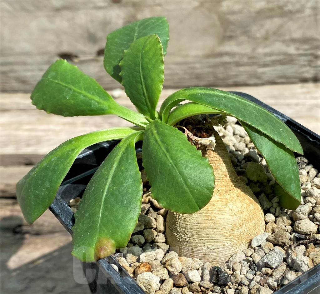 SHPR9653 Euphorbia subapoda (Euphorbia primulaefolia) -Madagascar- - Image 2
