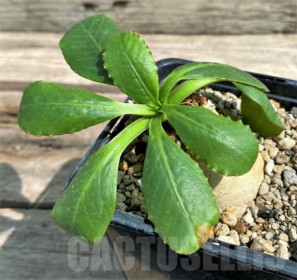 SHPR9653 Euphorbia subapoda (Euphorbia primulaefolia) -Madagascar-