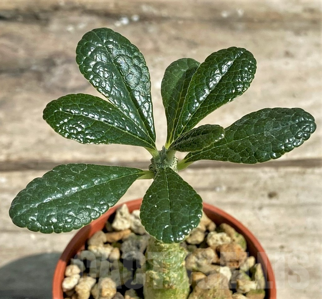 SHPR10383 Dorstenia gigas