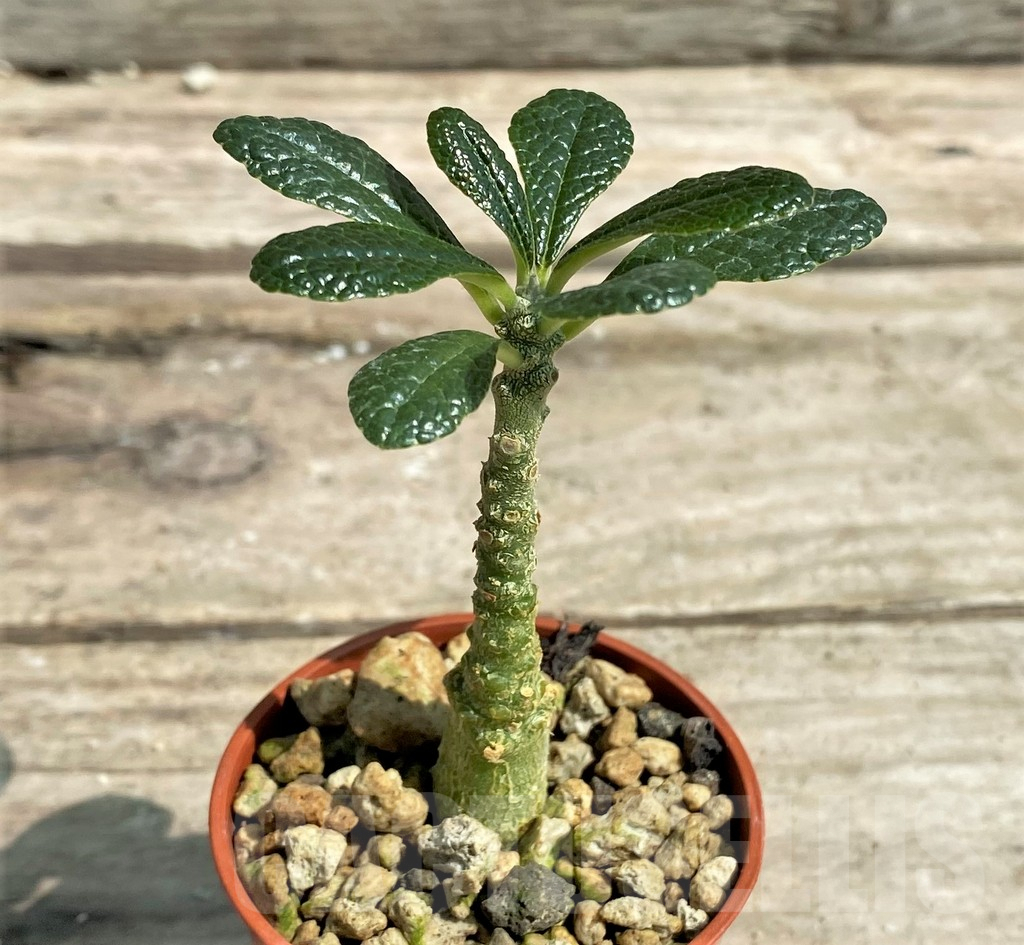 SHPR10383 Dorstenia gigas - immagine 2