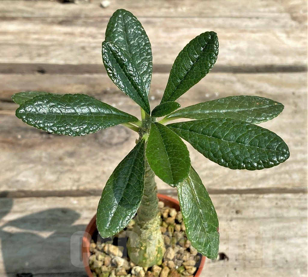 SHPR9767 Dorstenia gigas
