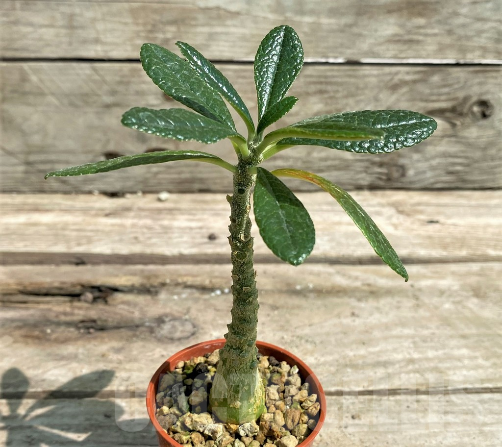 SHPR9767 Dorstenia gigas - immagine 2