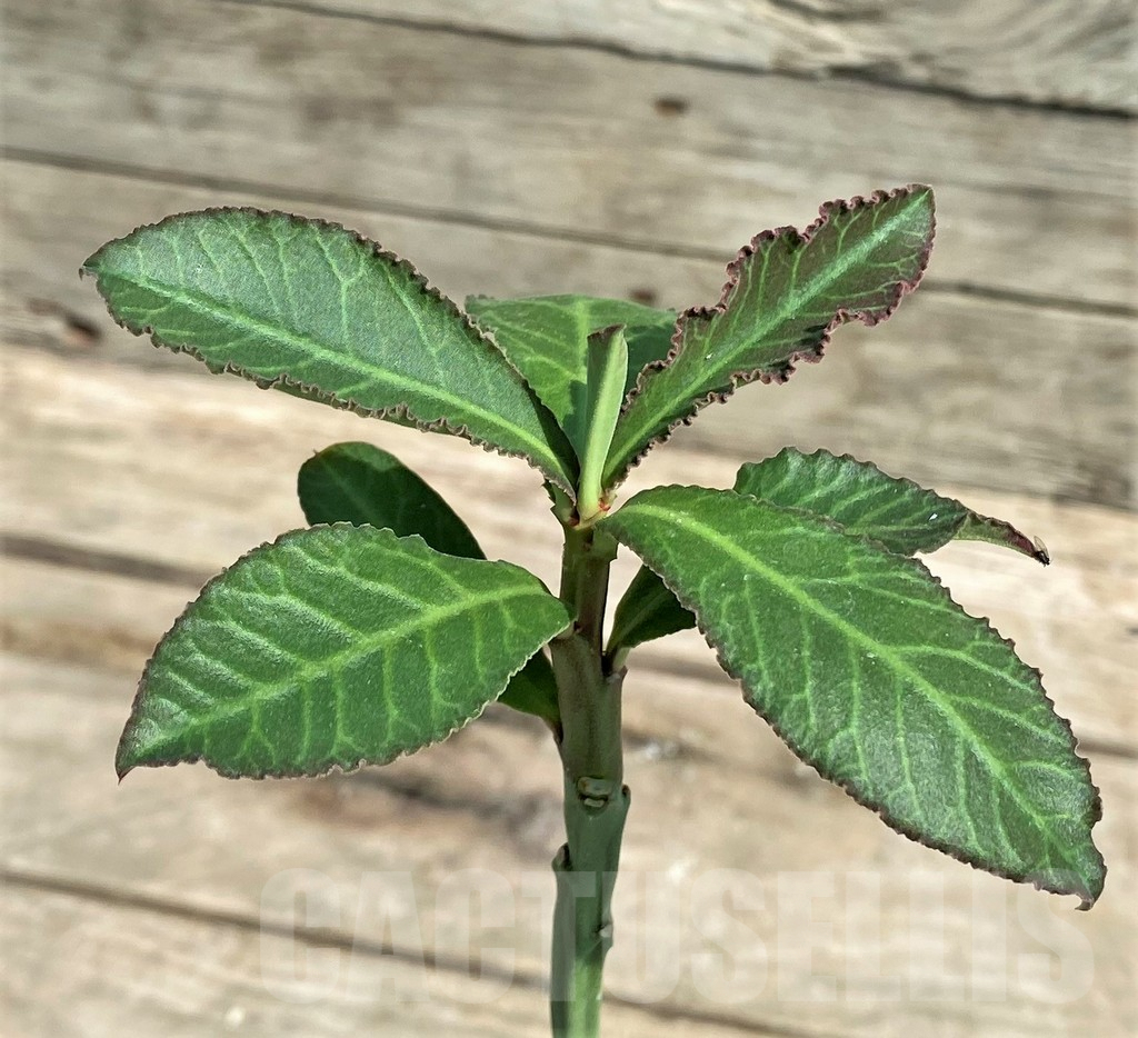 SHPR5885 Monadenium coccineum