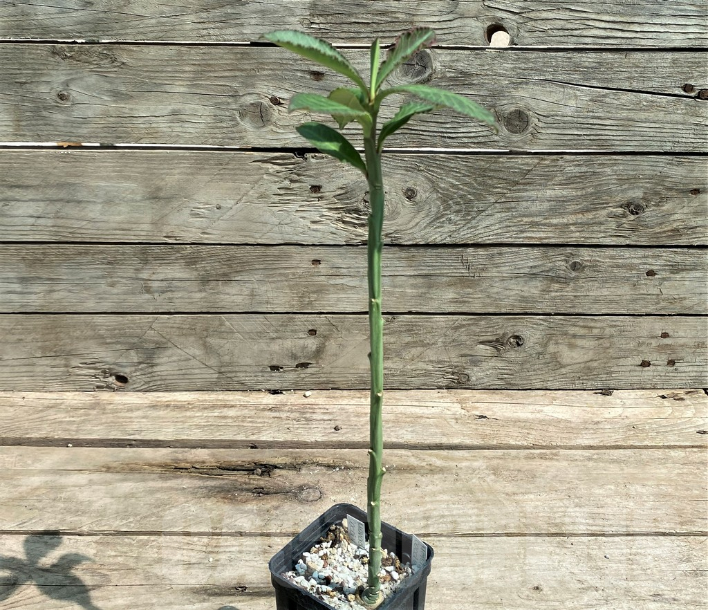 SHPR5885 Monadenium coccineum - Image 2
