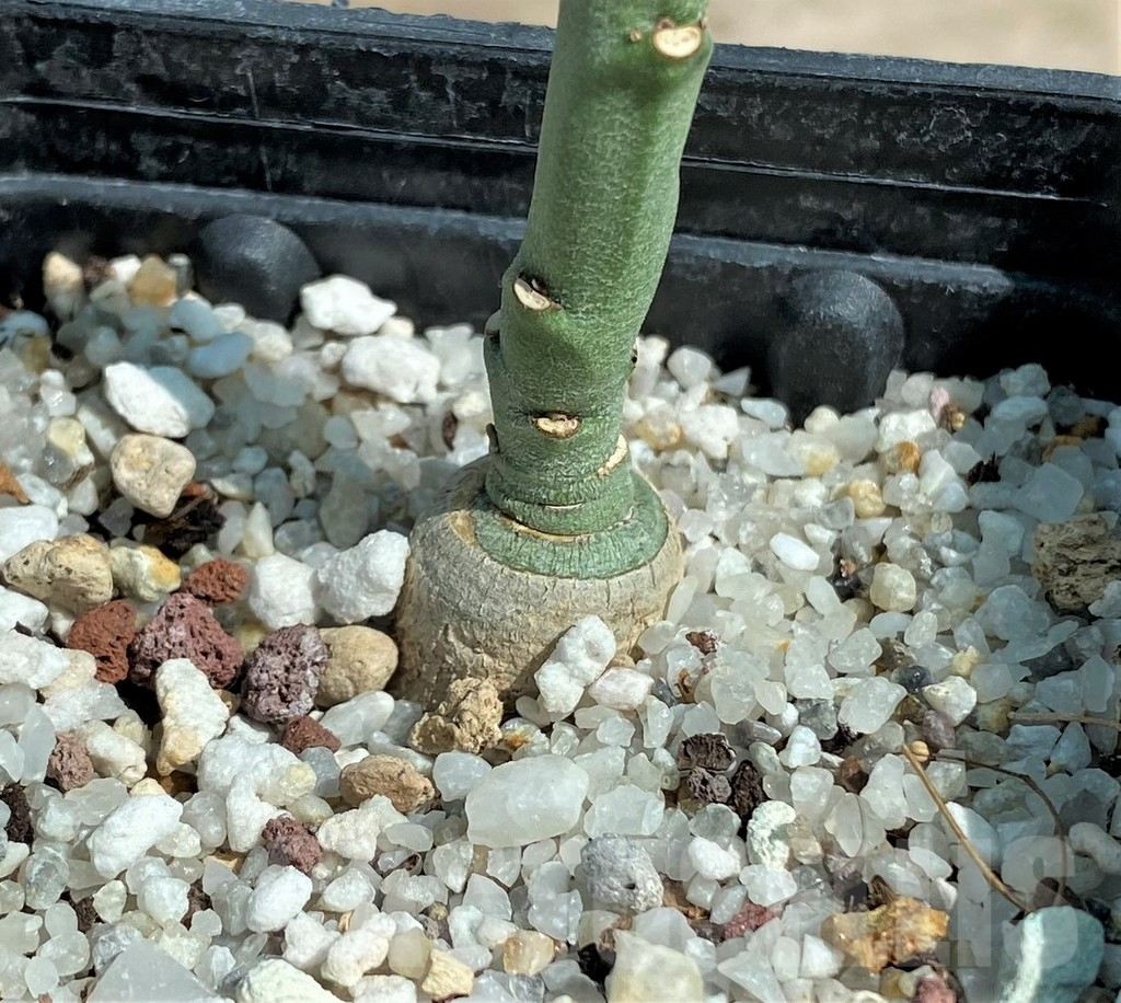 SHPR5885 Monadenium coccineum - Image 3