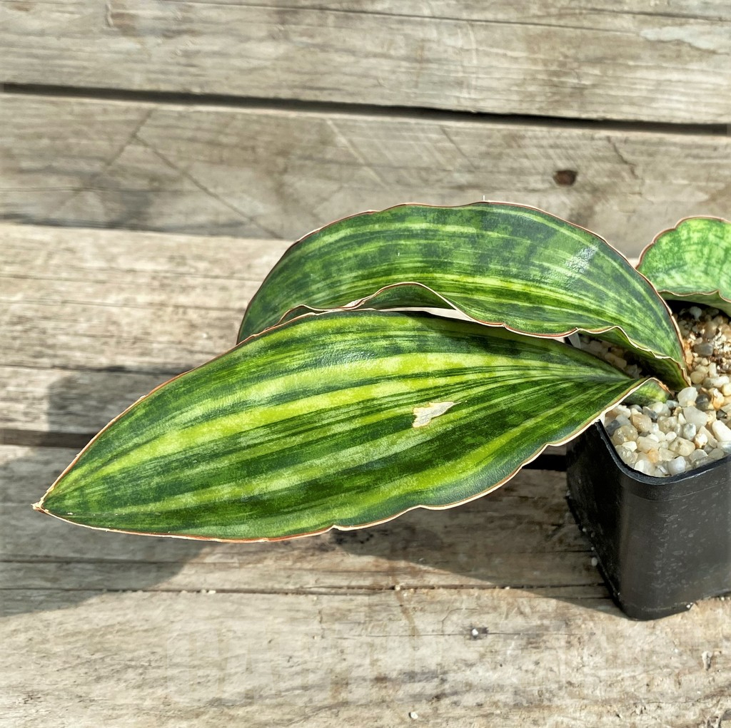 SHPR10051 Sansevieria ‘Macrophylla’ variegata - Obrázek 2