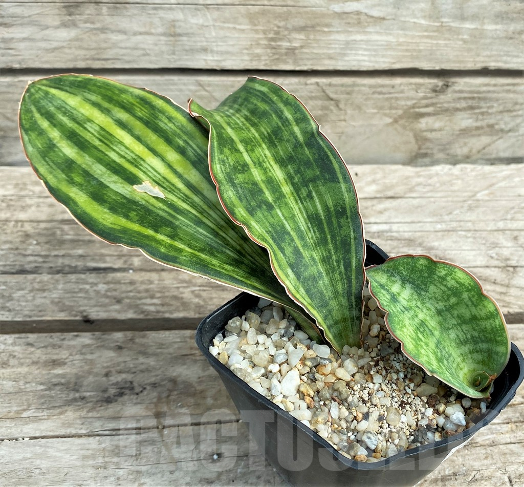 SHPR10051 Sansevieria ‘Macrophylla’ variegata - Obrázek 3
