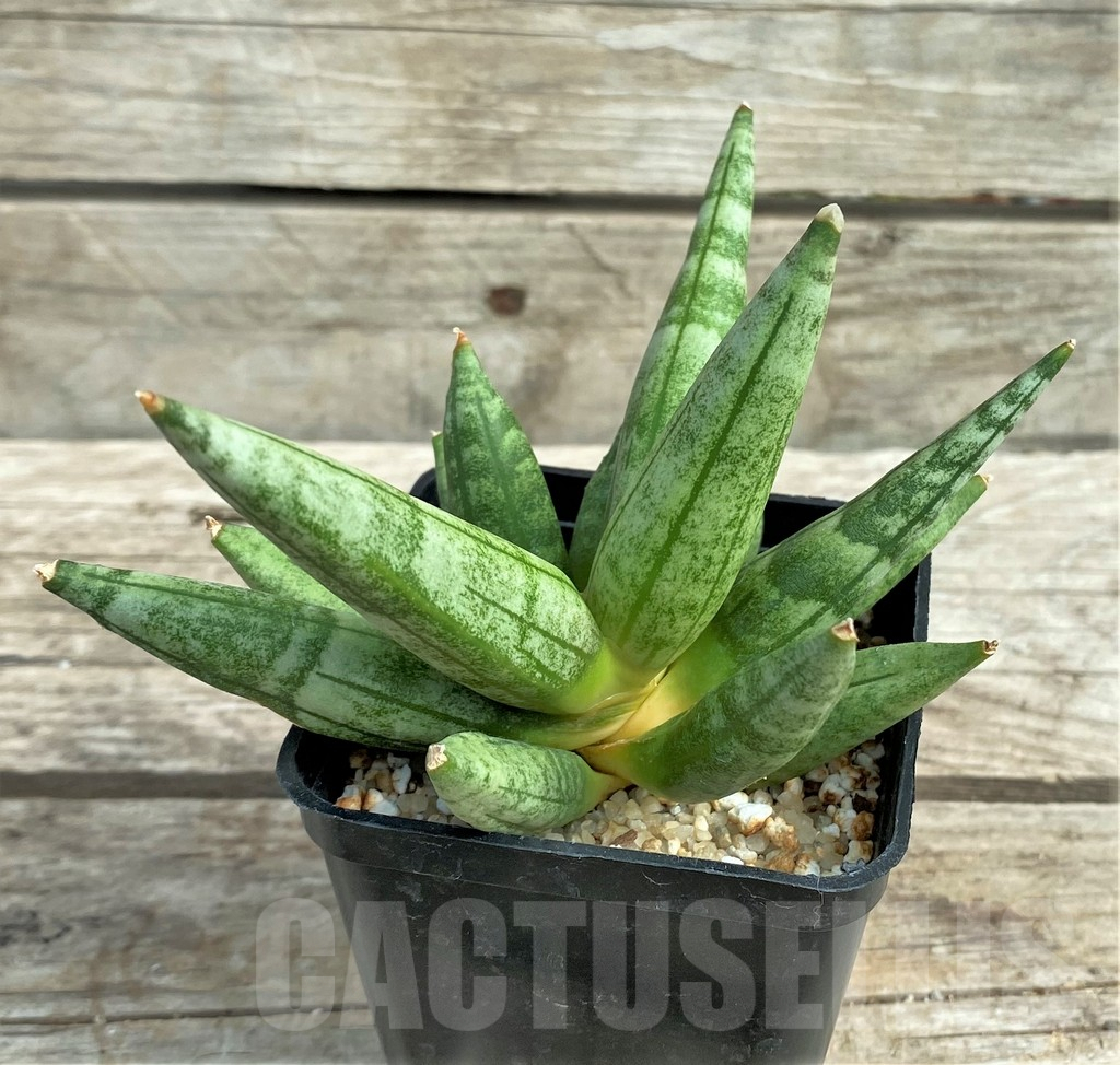 SHPR11067 Sansevieria hedgehog – Bild 2