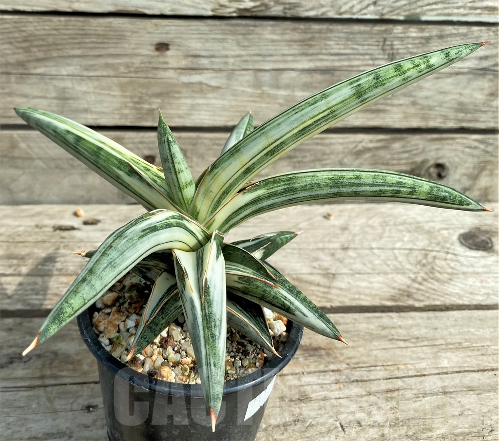 SHPR14888 Sansevieria 'Blue Clone'