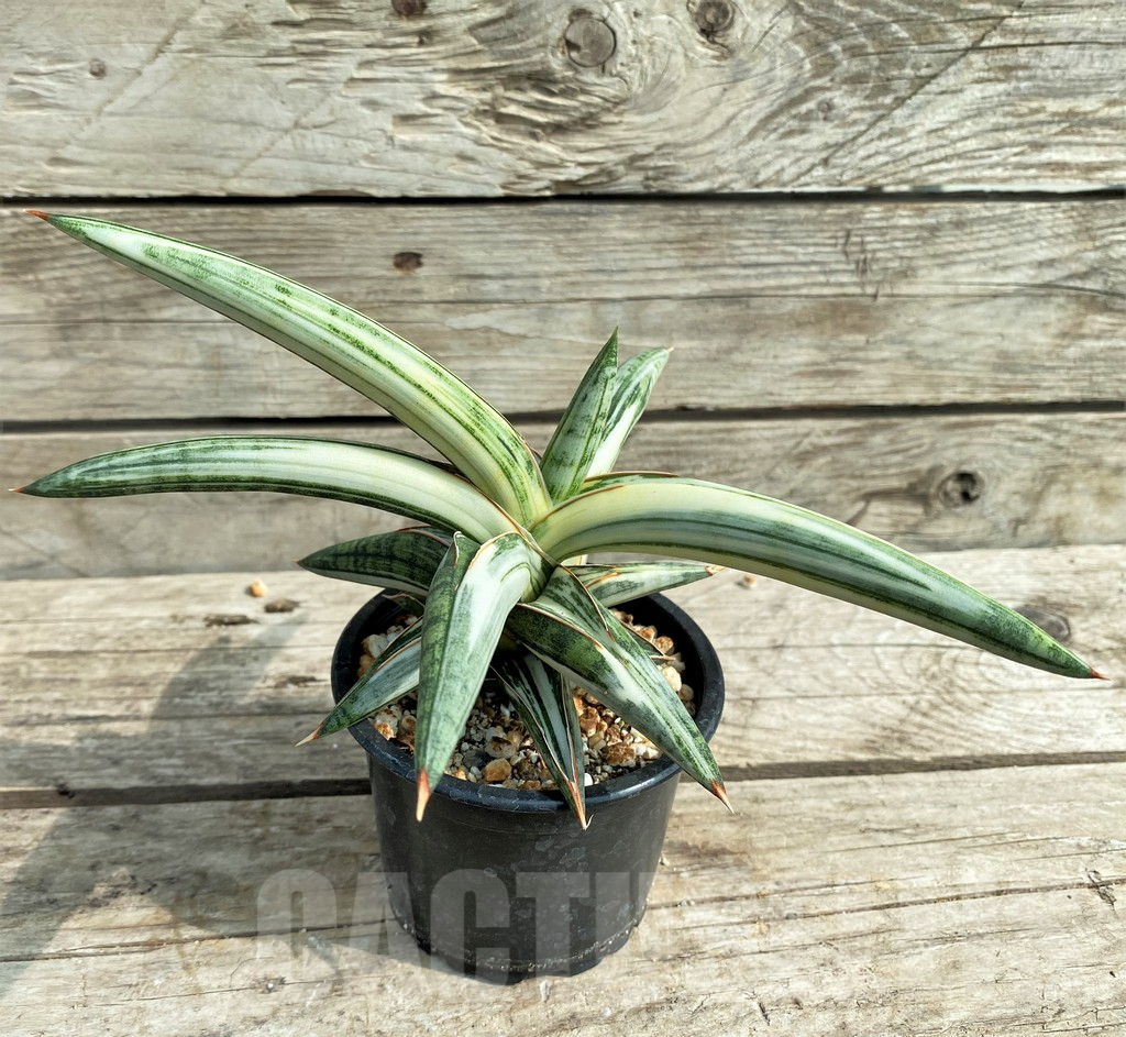 SHPR14888 Sansevieria 'Blue Clone' - 画像 (2)