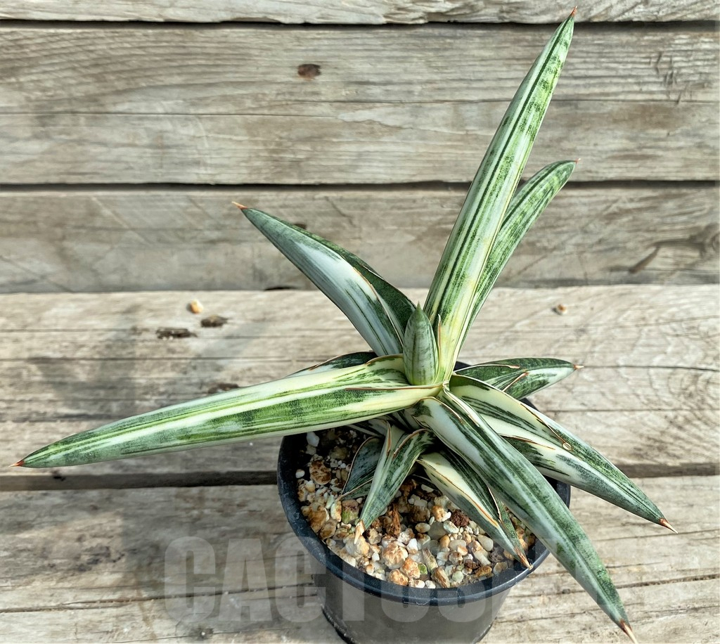SHPR14888 Sansevieria 'Blue Clone' - 画像 (3)