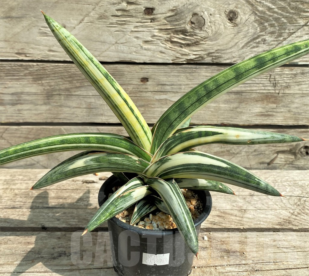 SHPR14889 Sansevieria 'Blue Clone'