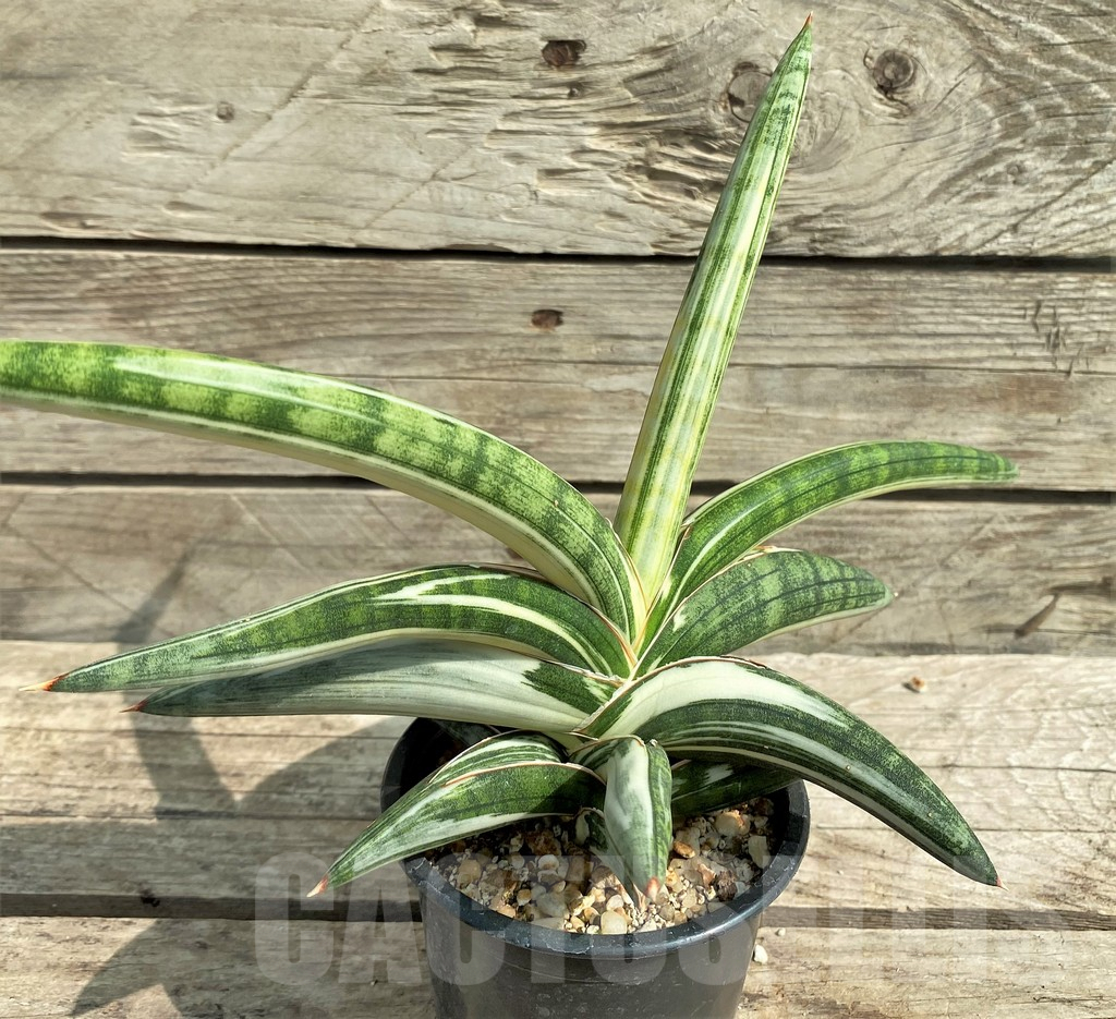 SHPR14889 Sansevieria 'Blue Clone' - Image 2