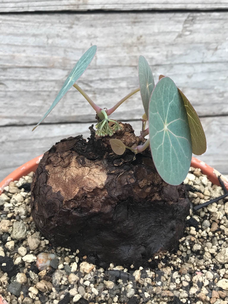 SHPR9800 Stephania kaweesakii