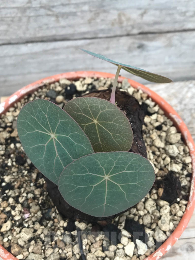 SHPR9800 Stephania kaweesakii - immagine 2