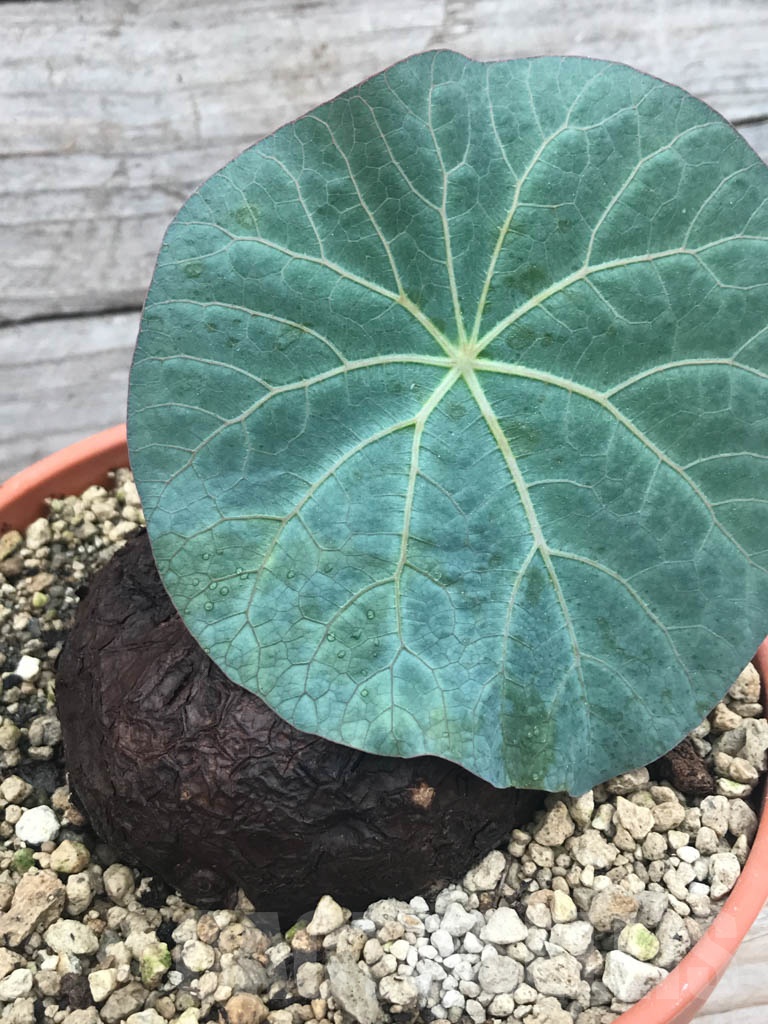 SHPR9801 Stephania kaweesakii