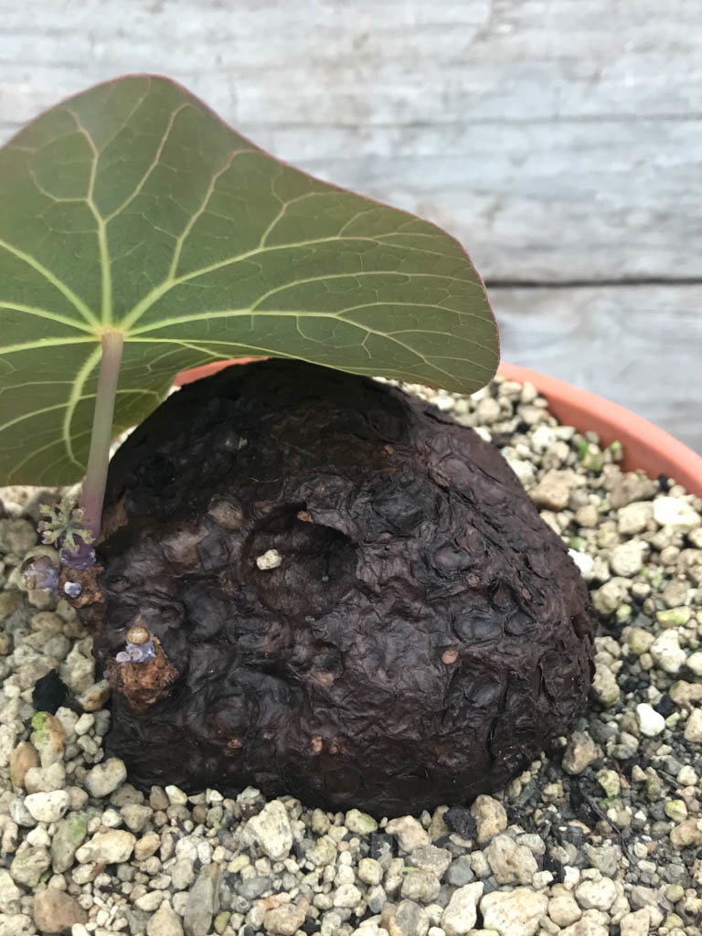 SHPR9801 Stephania kaweesakii - Imagen 2