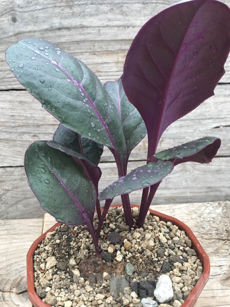 SHPR9804 Senecio sp.