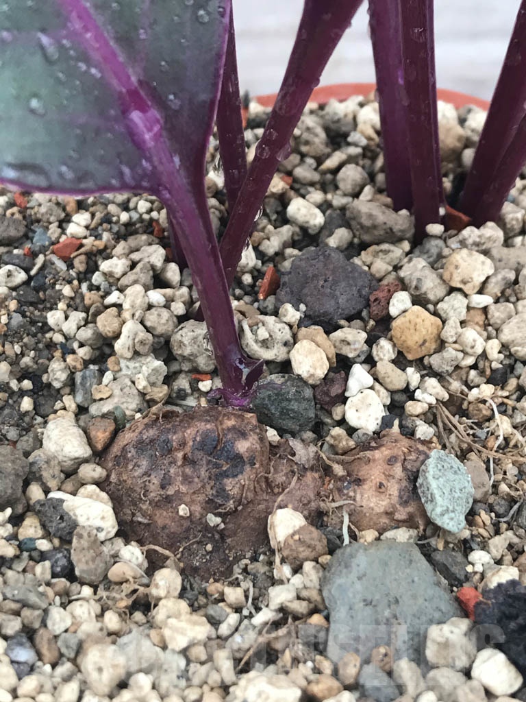 SHPR9804 Senecio sp. - Imagen 2