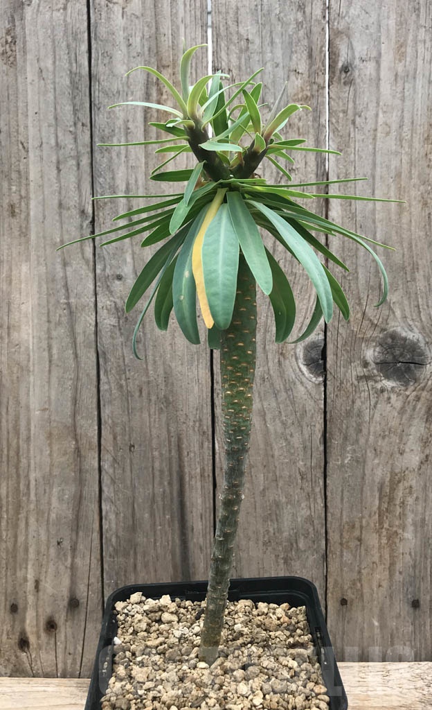 SHPR9806 Euphorbia atropurpurea