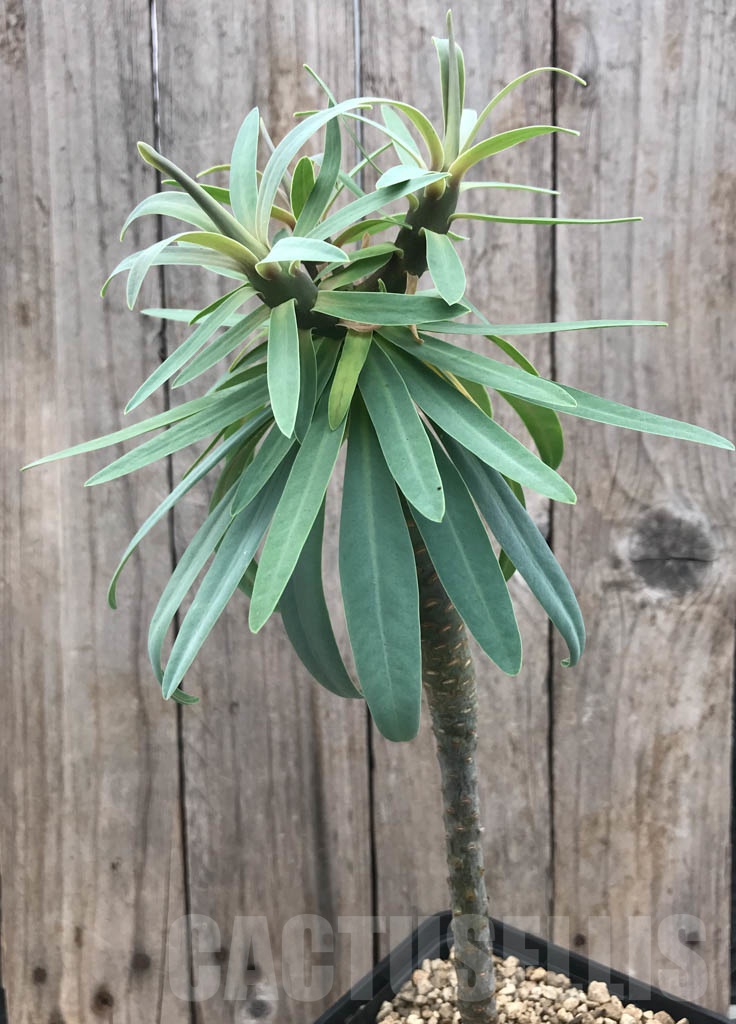 SHPR9806 Euphorbia atropurpurea - immagine 2