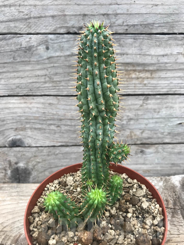 SHPR9807 Hoodia gordonii