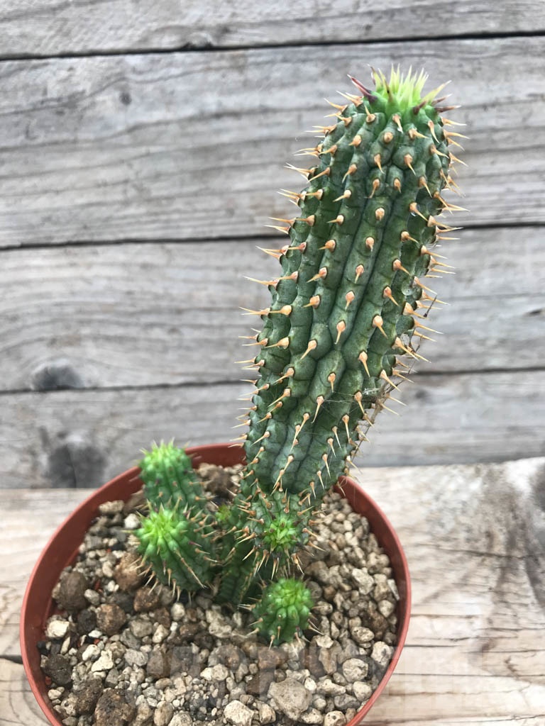 SHPR9807 Hoodia gordonii - Image 2