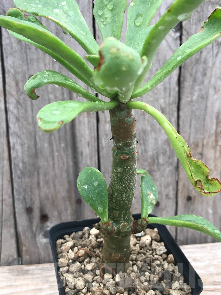 SHPR9811 Tylecodon paniculatus - Obrázek 2