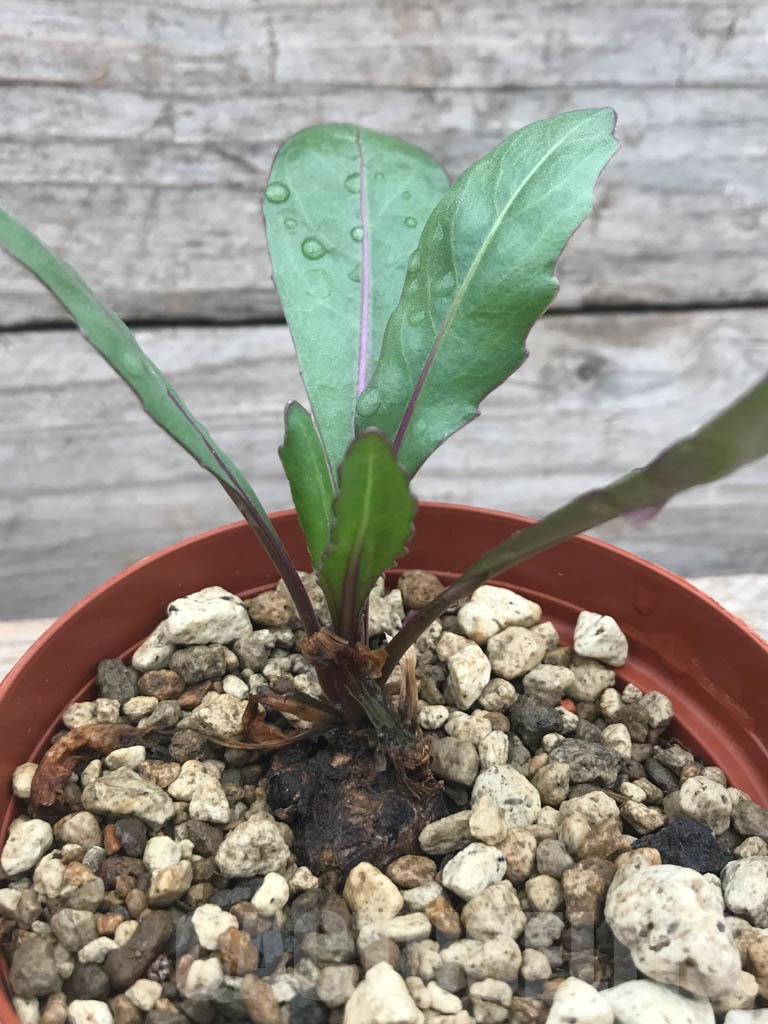 SHPR9812 Kleinia sp., Type C