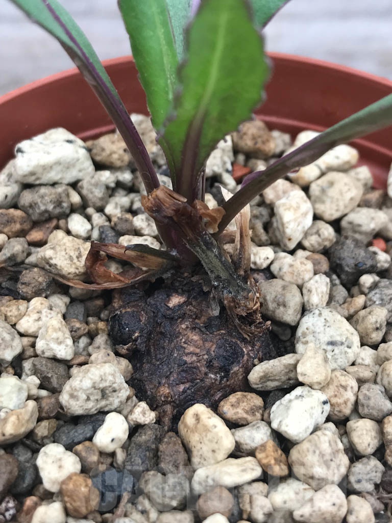 SHPR9812 Kleinia sp., Type C - 画像 (2)