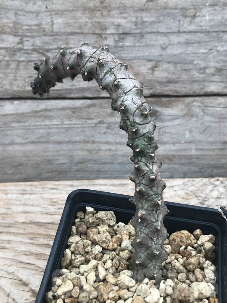 SHPR9813 Ceropegia stapeliiformis x hybrid