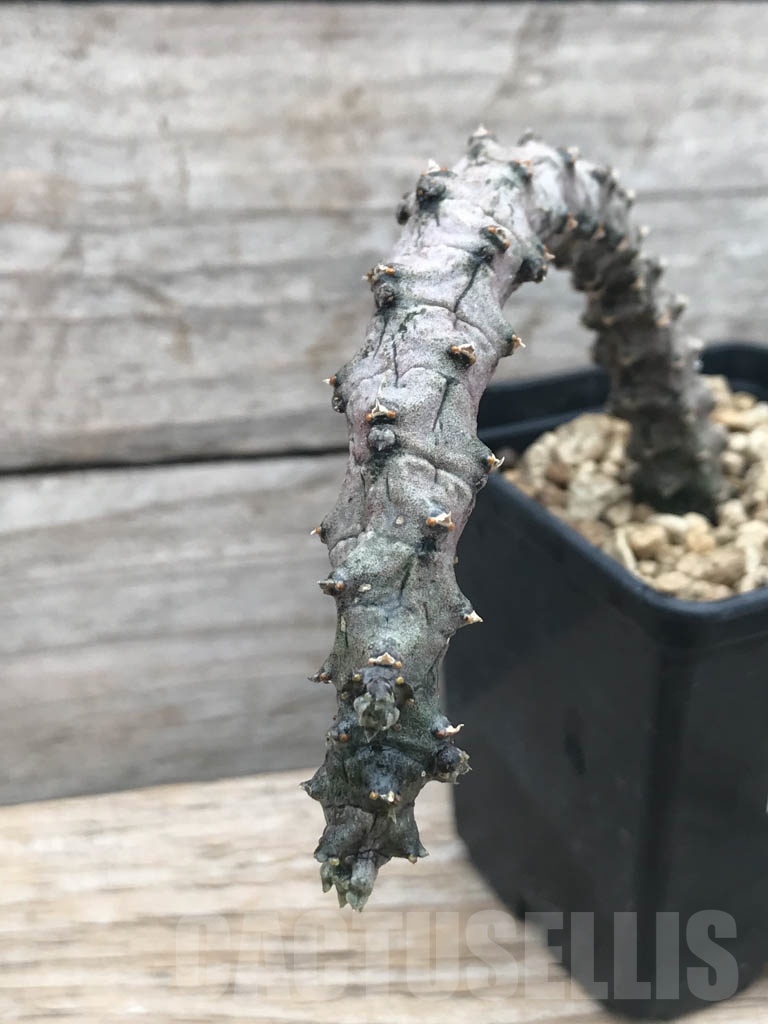 SHPR9813 Ceropegia stapeliiformis x hybrid - 画像 (2)