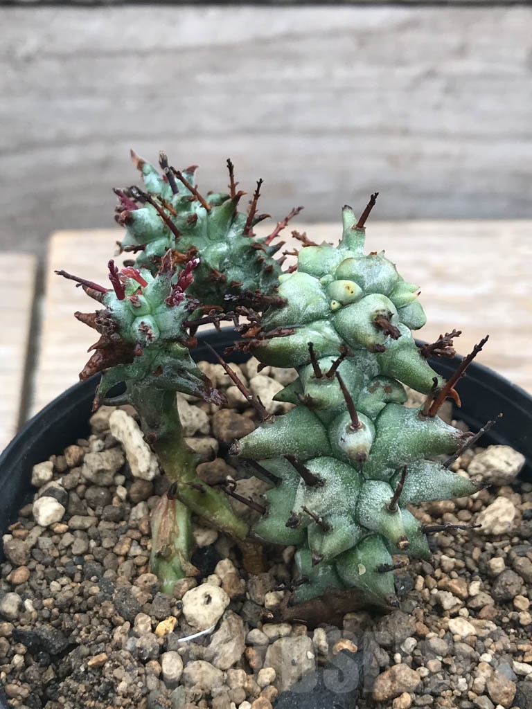 SHPR9814 Euphorbia horrida f. monstruosa