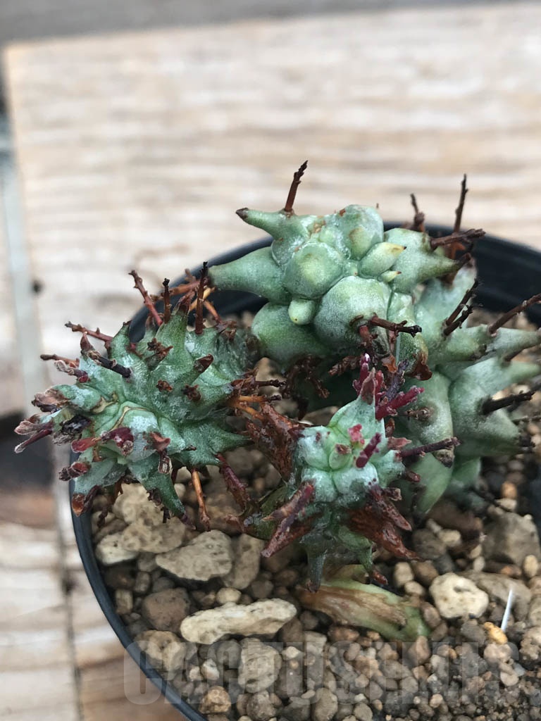 SHPR9814 Euphorbia horrida f. monstruosa - 画像 (2)