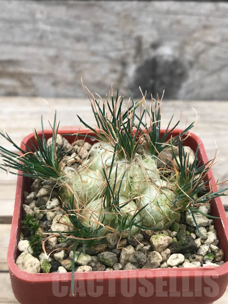 SHPR9815 Ornithogalum sardienii mini form - immagine 2