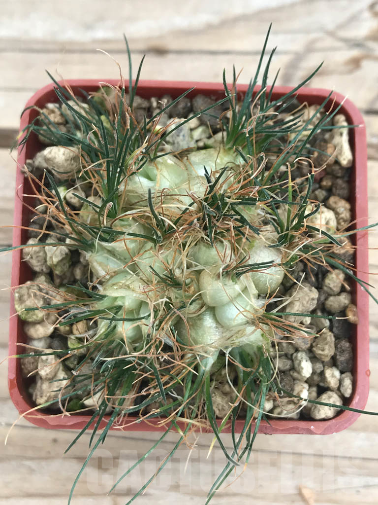 SHPR9815 Ornithogalum sardienii mini form - immagine 4