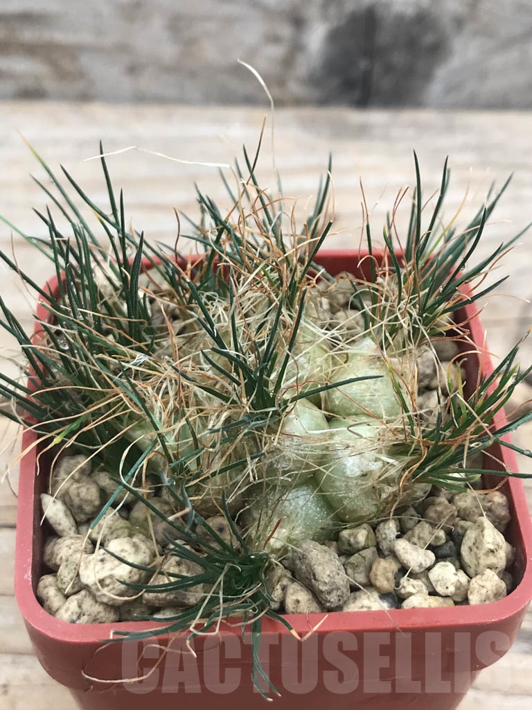 SHPR9815 Ornithogalum sardienii mini form