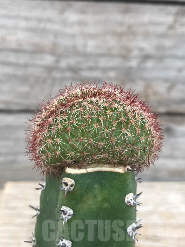 SHPR9818 Echinocereus reichenbachii f. cristata