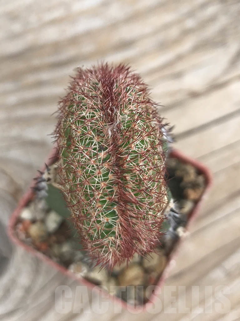 SHPR9818 Echinocereus reichenbachii f. cristata - Image 2