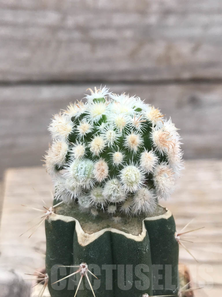 SHPR9821 Mammillaria duwei f. monstrosa