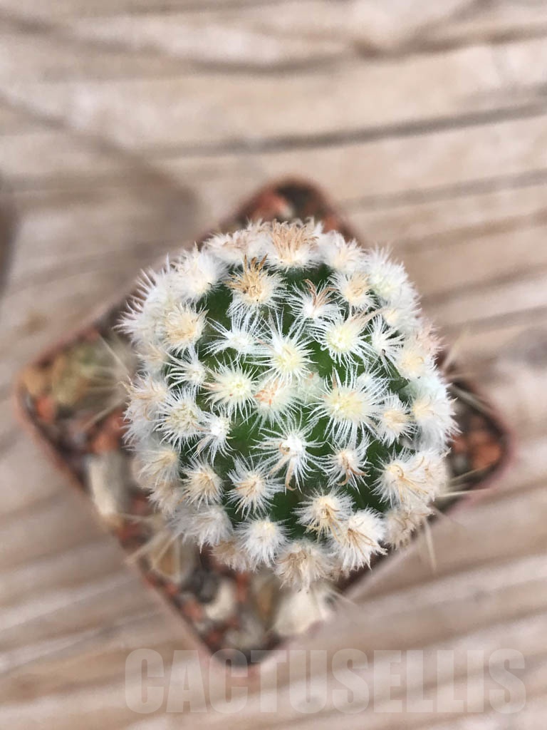 SHPR9821 Mammillaria duwei f. monstrosa - immagine 2