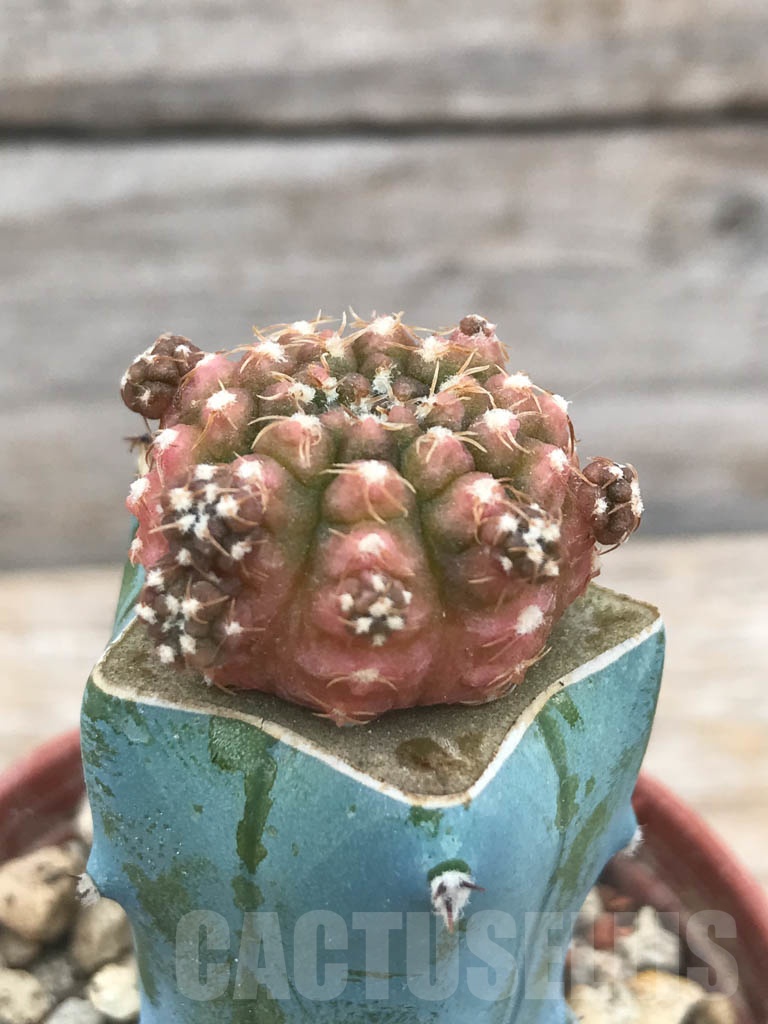 SHPR9823 Gymnocalycium ragonesei f. variegata