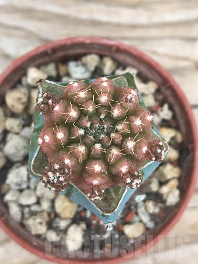 SHPR9823 Gymnocalycium ragonesei f. variegata - Image 2