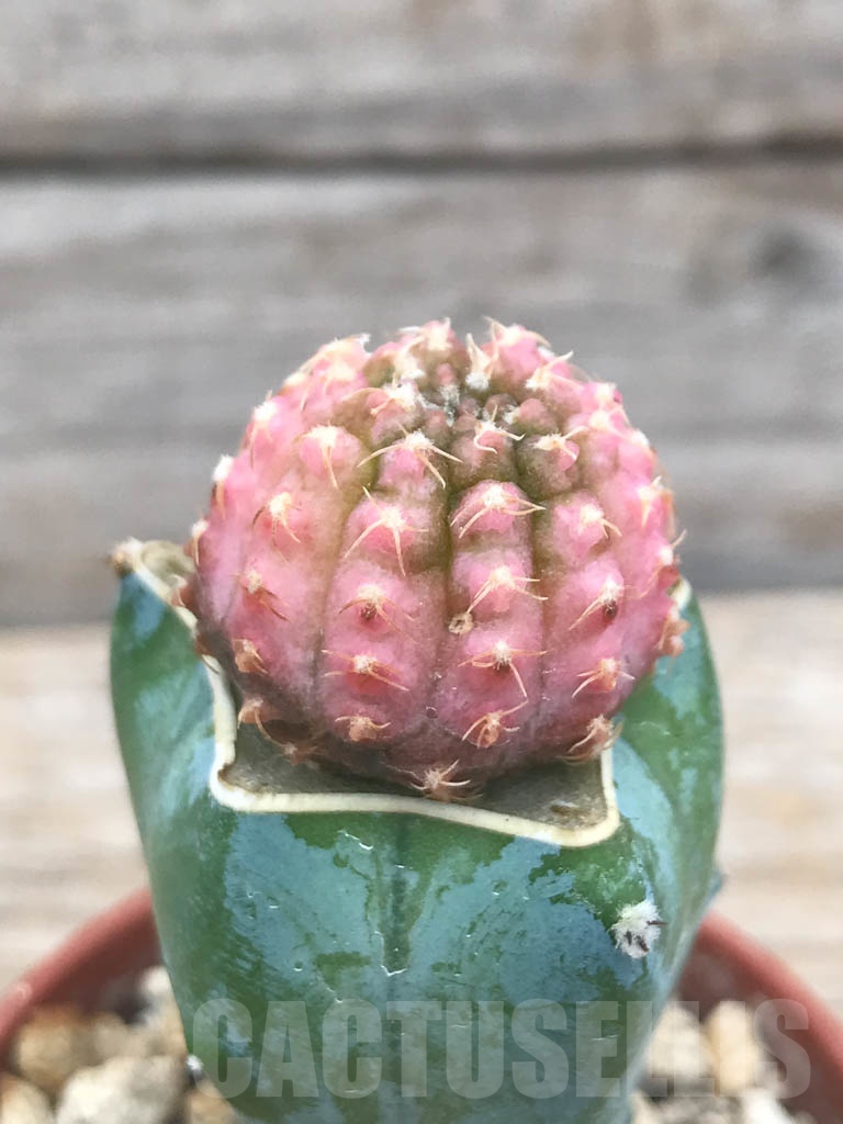 SHPR9824 Gymnocalycium ragonesei f. variegata
