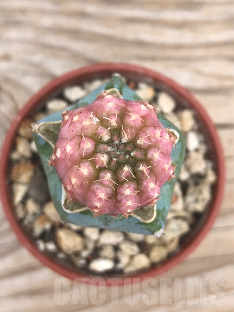 SHPR9824 Gymnocalycium ragonesei f. variegata - Image 2