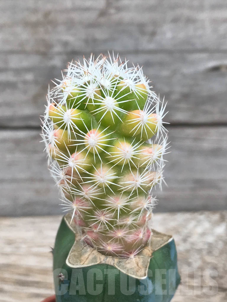 SHPR9832 Escobaria grata f. variegata - Image 2