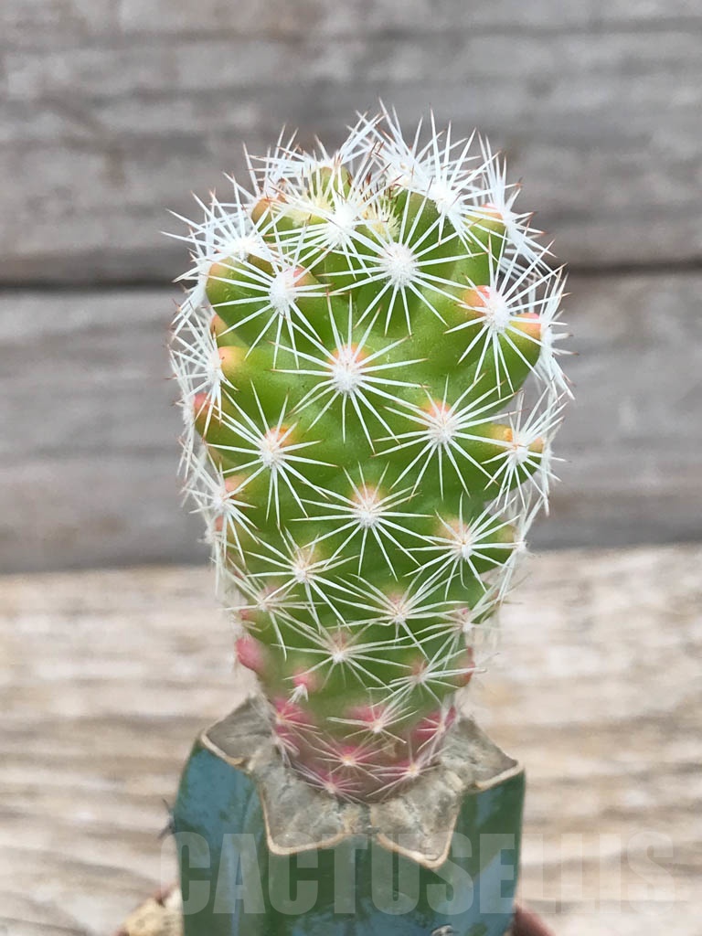 SHPR9832 Escobaria grata f. variegata