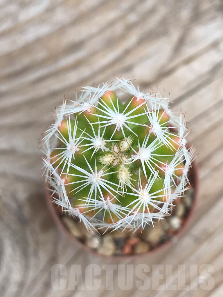 SHPR9832 Escobaria grata f. variegata - Image 3