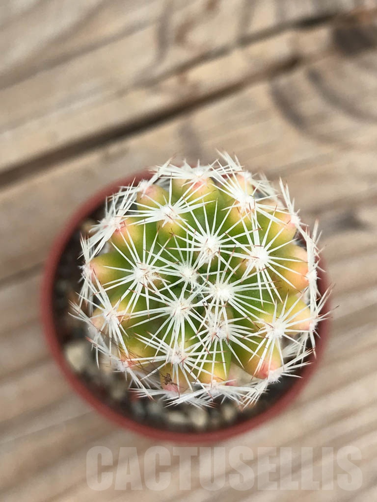 SHPR9832 Escobaria grata f. variegata - Image 4